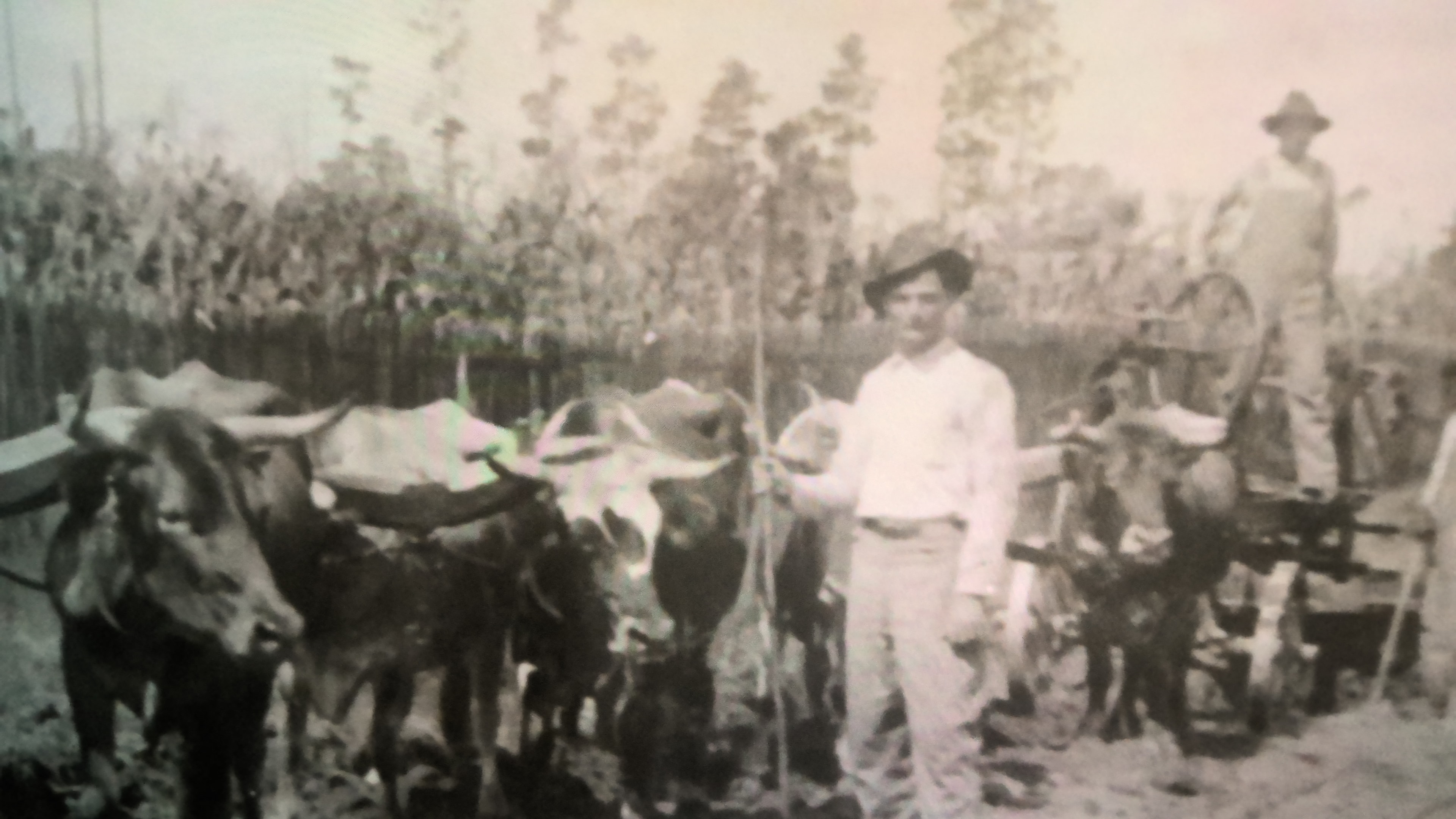 Great-grandfather operating an ox-driven road grader — the family's road-building roots go back more than four generations